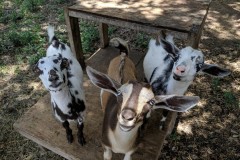 all-babies