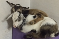 bros-cuddle