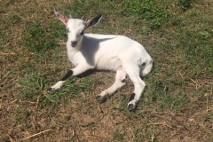 pongo
