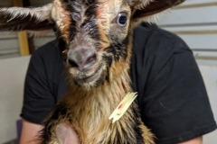 timber-just-born