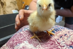 chick2