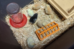 chick3
