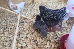 cool-chicks