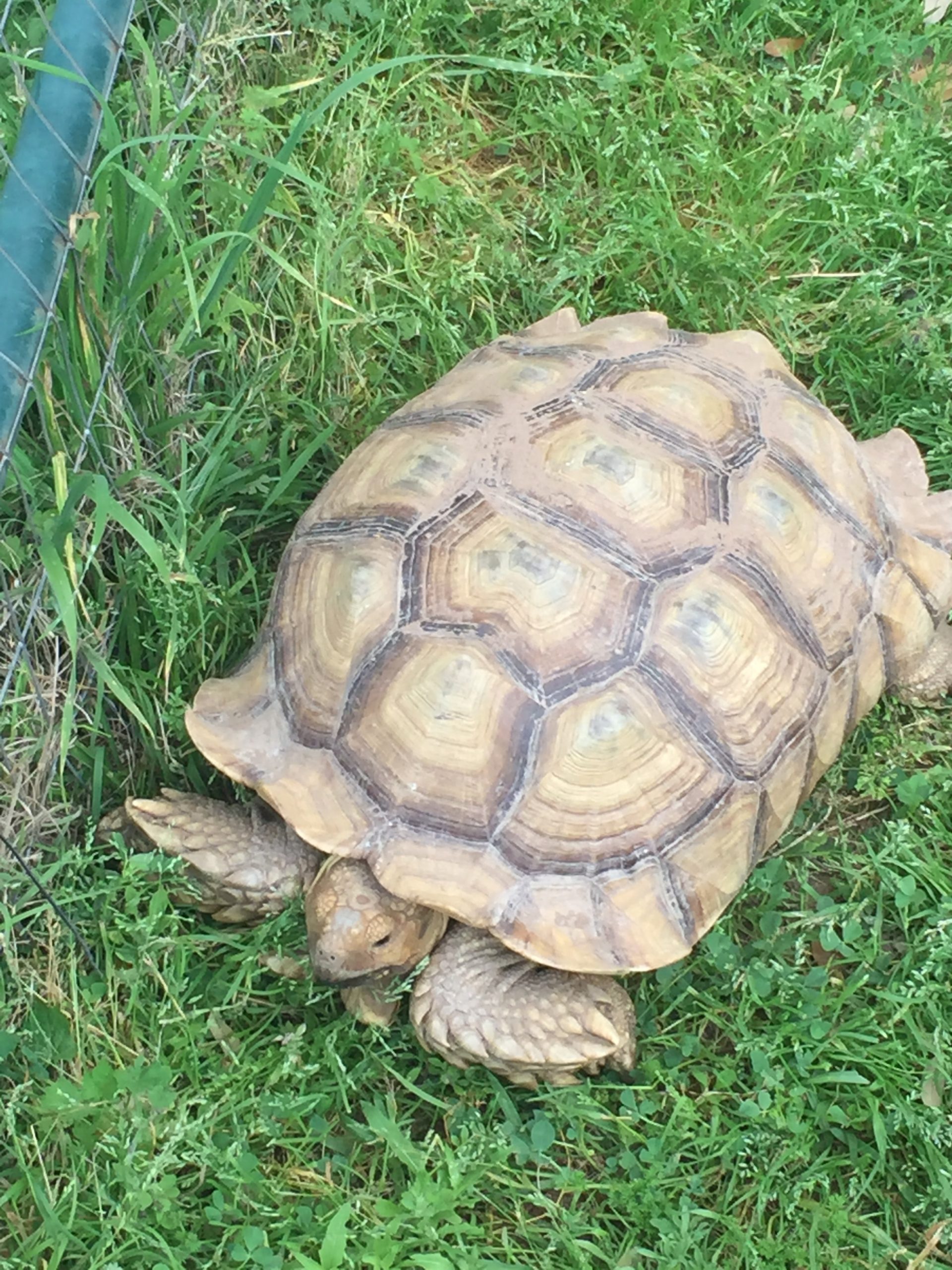 Tucker the Tortoise