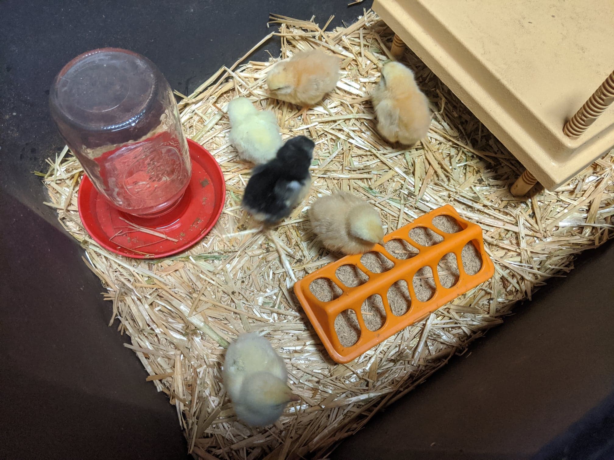 Unboxing the Baby Chicks!
